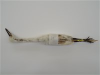 藏品(小白鷺)的圖片